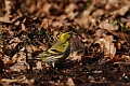 Siskin